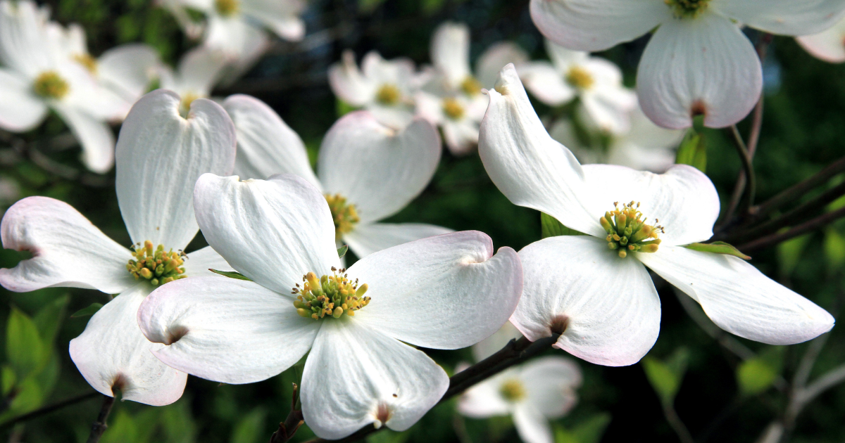 This image is by Saddlebrook Properties.