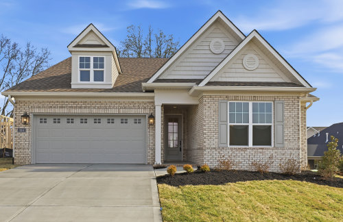 Lot 59 – 914 Shasta Daisy