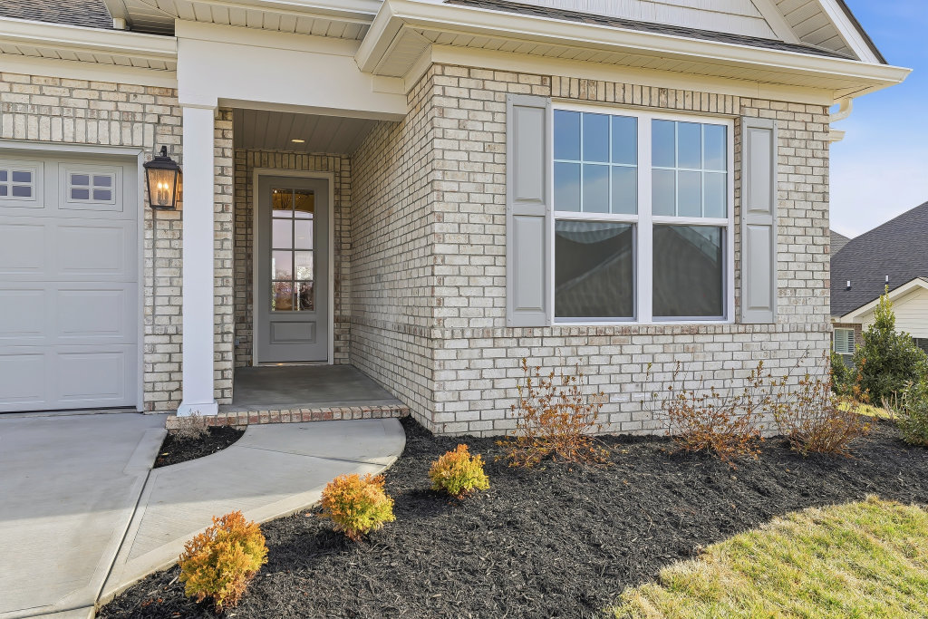High resolution image #3 for Lot 59 – 914 Shasta Daisy.