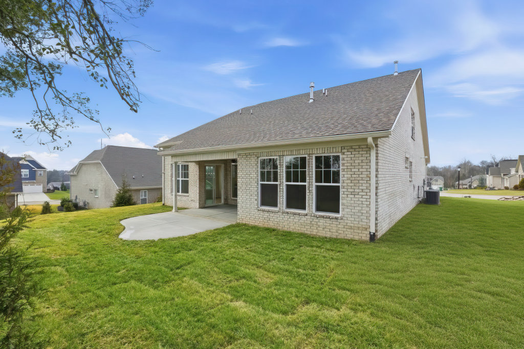 High resolution image #31 for Lot 59 – 914 Shasta Daisy.